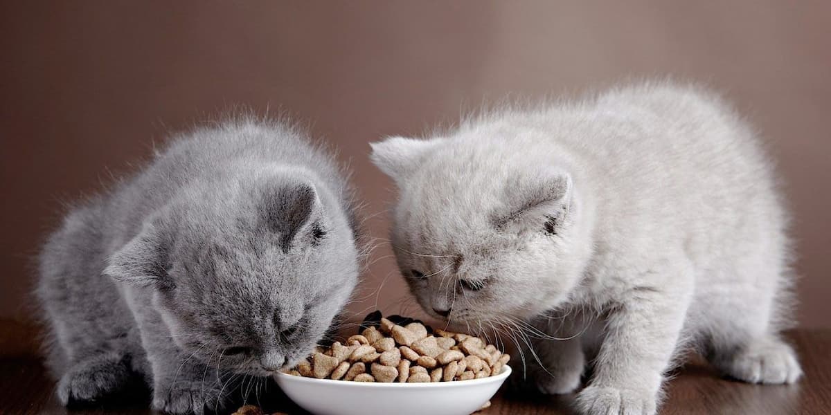 5 cách làm thức ăn cho mèo đơn giản tại nhà mà bạn nên biết