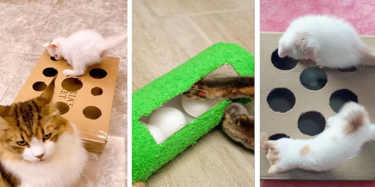 8 cách tự làm đồ chơi cho mèo tại nhà đơn giản nhất