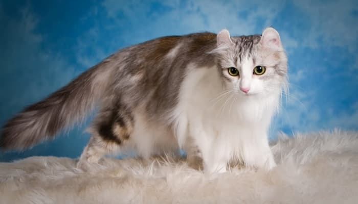 american curl thuộc top mèo đắt nhất thế giới