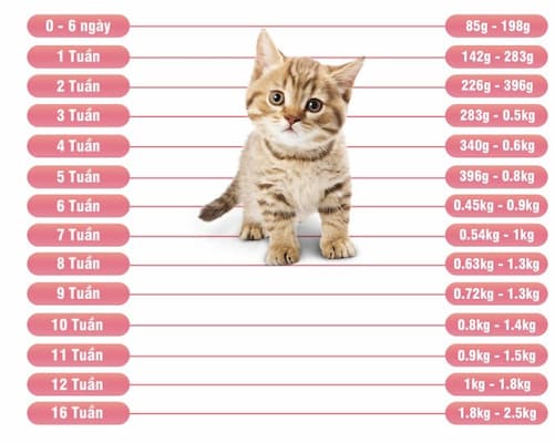 bảng cân nặng lý tưởng của mèo