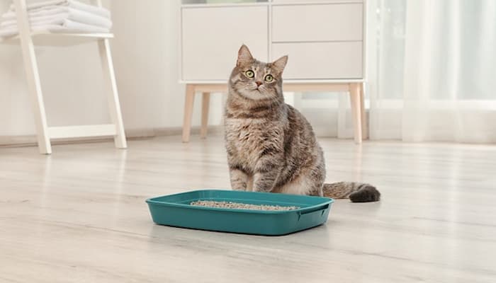 bảo quản cát vệ sinh cho mèo đúng cách
