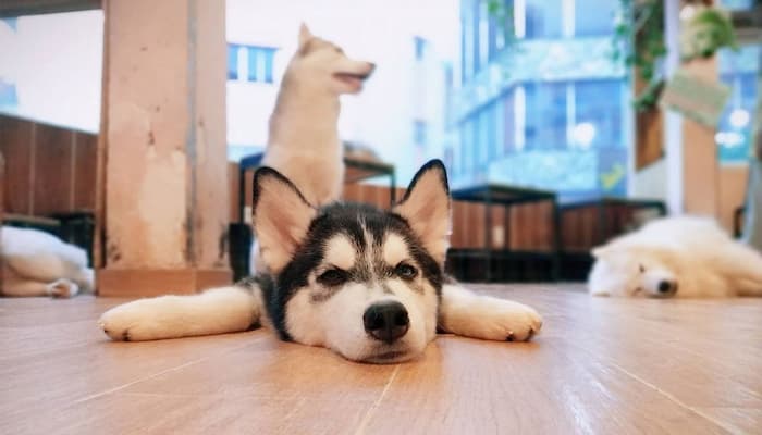 cà phê cún cưng hachiko coffee tại tphcm