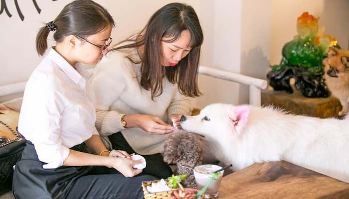 cà phê cún luffy coffee tại hà nội