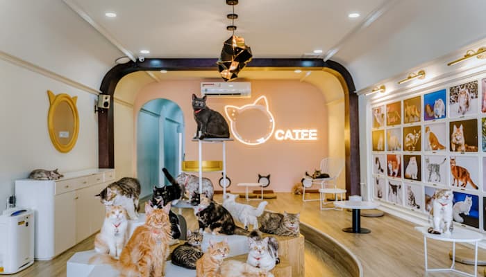 cà phê mèo catfe coffee tphcm
