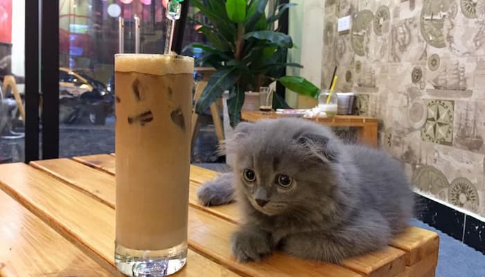 cà phê mèo lizzy house tại hà nội