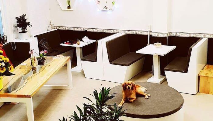 cà phê thú cưng đà lạt pet corner