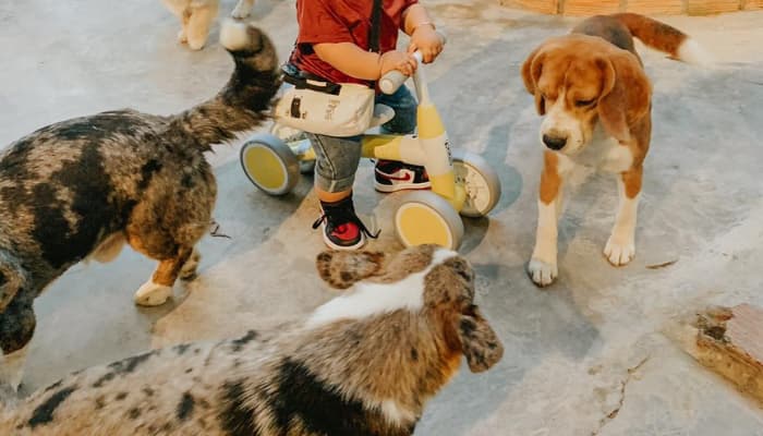 cà phê thú cưng gâu garden tại đà lạt