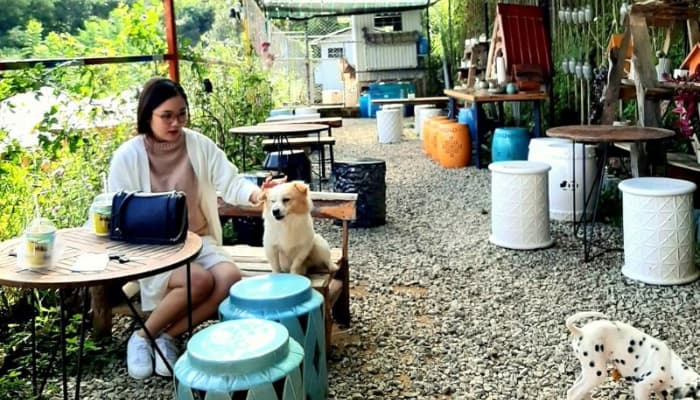 cà phê thú cưng ôm cafe tại đà lạt