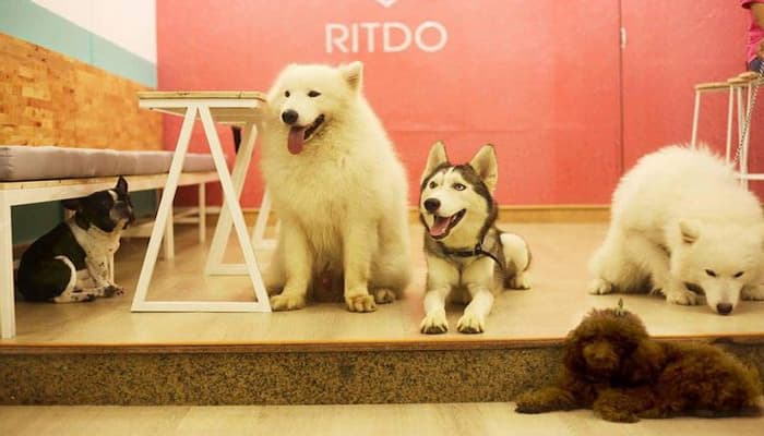 cà phê thú cưng ritdo pet care and spa tại đà nẵng
