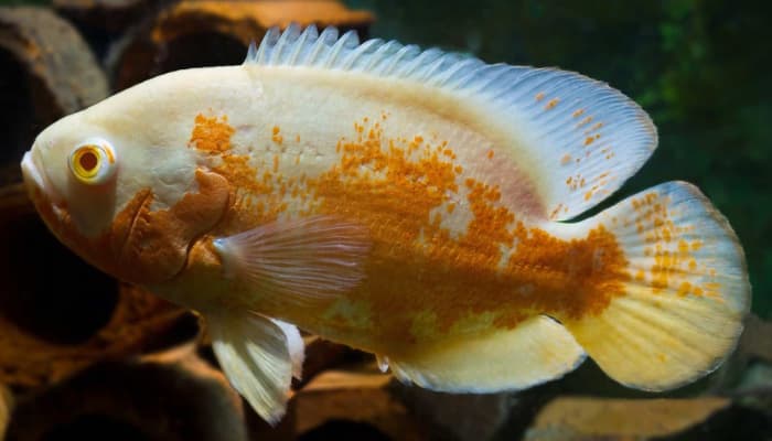cá tai tượng châu phi albino oscar fish