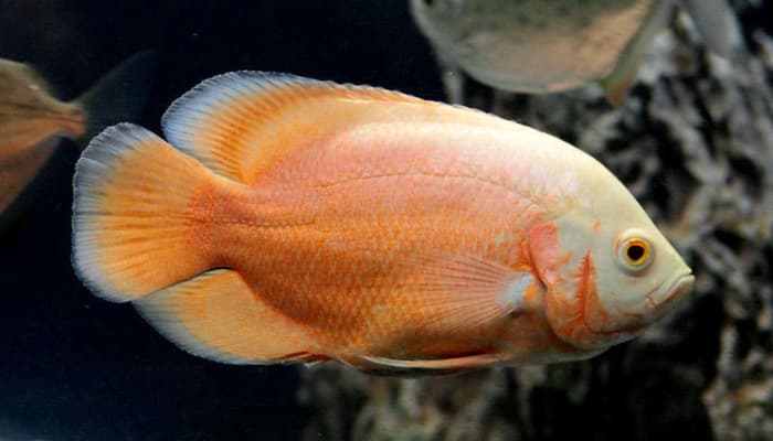 cá tai tượng châu phi albino red oscar fish