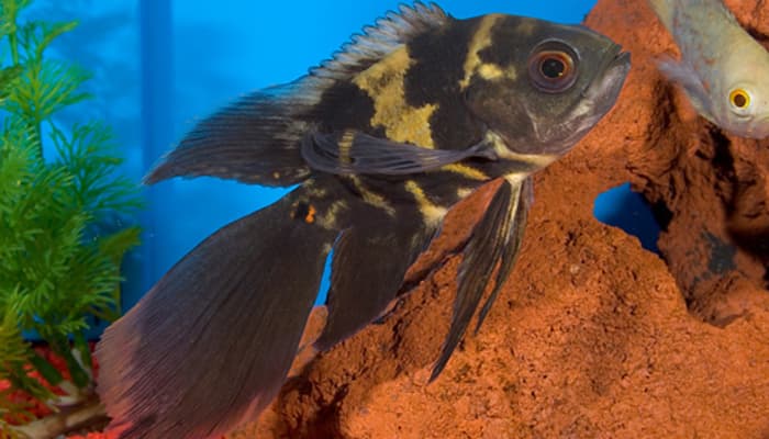 cá tai tượng châu phi đuôi dài longfin oscar fish