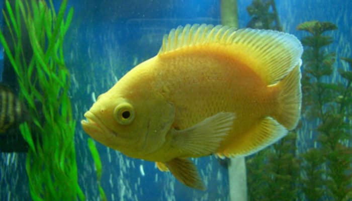 cá tai tượng châu phi lemon oscar fish