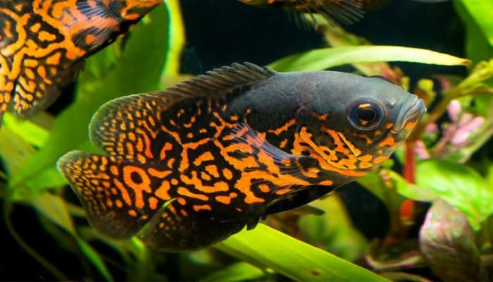 cá tai tượng châu phi lửa red oscar fish