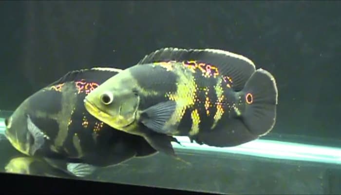 cá tai tượng châu phi wild oscar fish