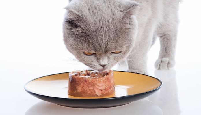 cách bảo quản pate mèo bằng đậy kín hộp và bảo quản lạnh