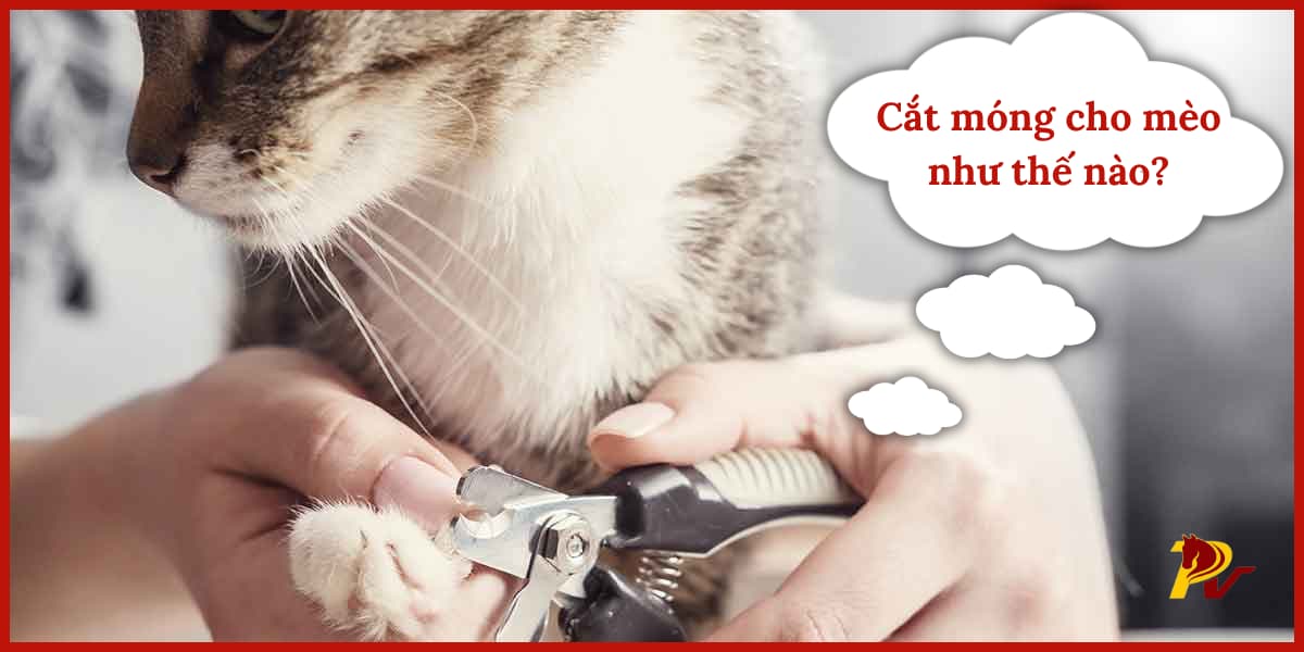 cách cắt móng cho mèo tại nhà cực đơn giản