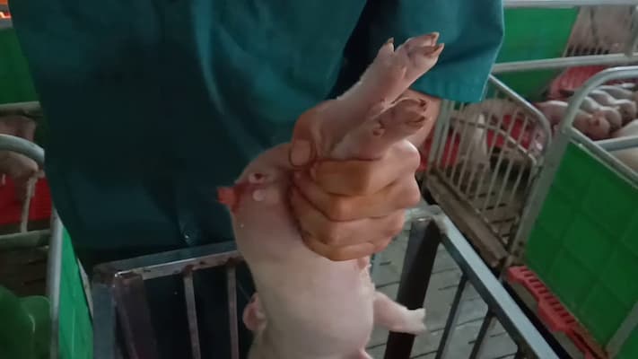 cách chăm sóc lợn đực con sau khi thiến