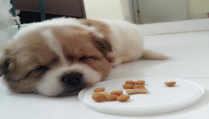 cách chữa trị tình trạng chó ăn phân