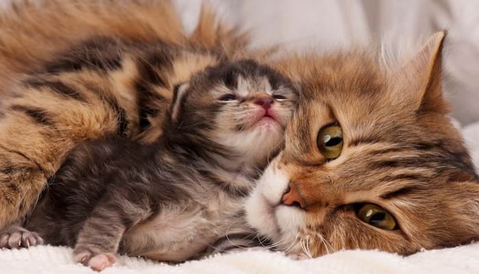 cách phòng tránh mèo bị căng sữa hiệu quả