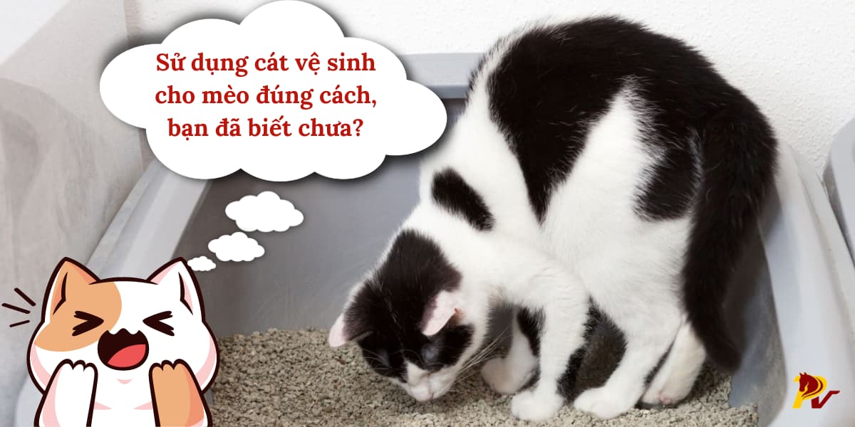 cách sử dụng cát vệ sinh cho mèo hợp lý và tiết kiệm