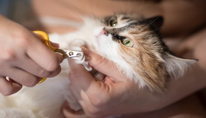 cách xử lý khi cắt móng mèo bị chảy máu