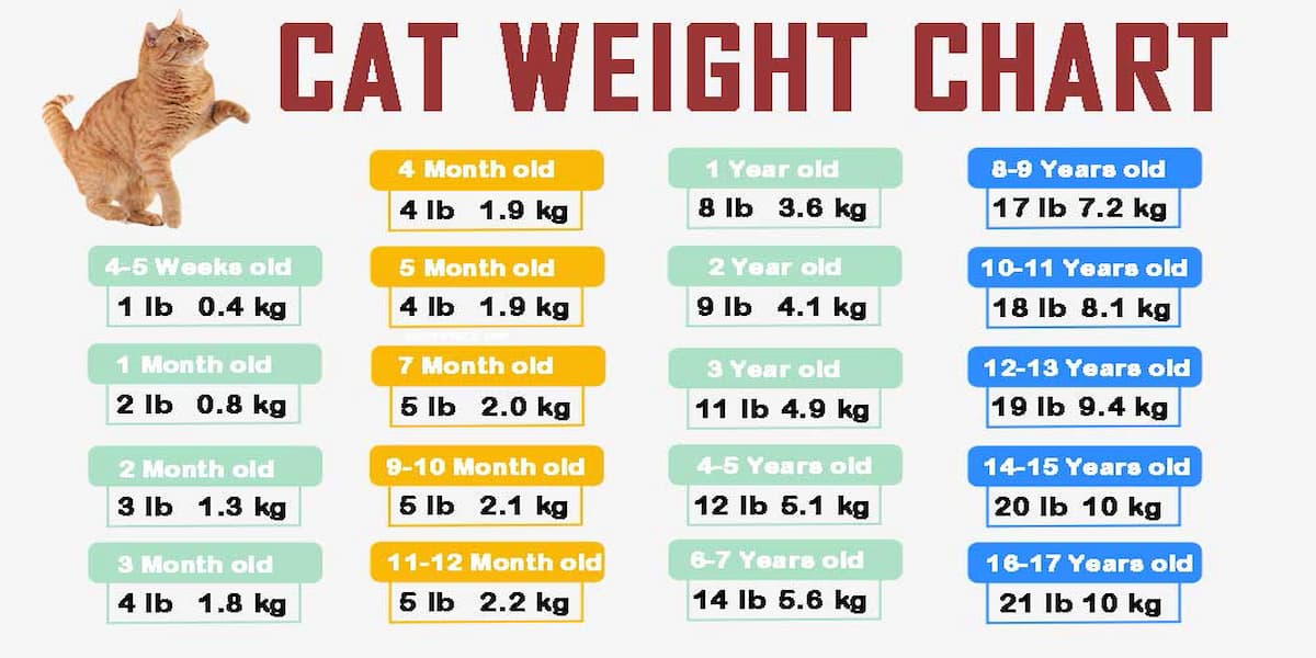 cân nặng lý tưởng của mèo là bao nhiêu