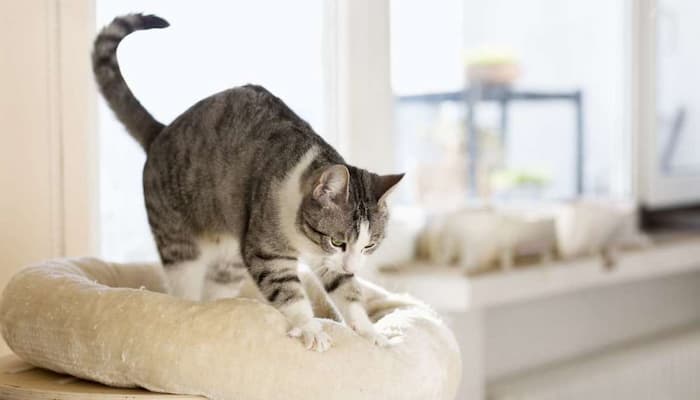 cắt móng cho mèo giúp không gian nhà ở luôn được sạch đẹp