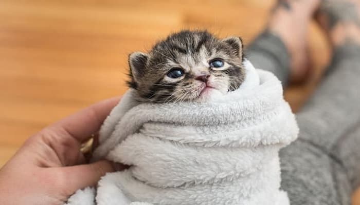 chăm sóc cho mèo con mất mẹ bằng cách giữ ấm