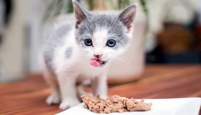 cho mèo con mất mẹ ăn dặm khi đạt 1 tháng tuổi