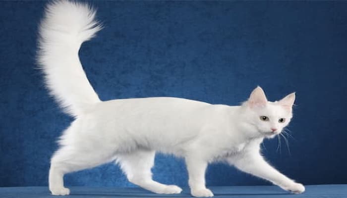 đặc điểm ngoại hình của mèo angora