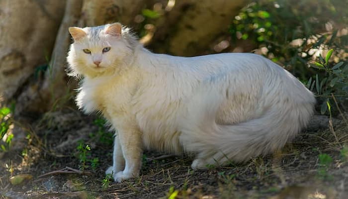 đặc điểm tính cách của mèo angora