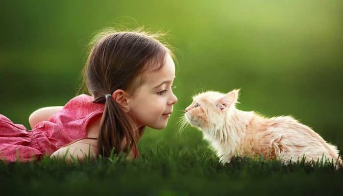 dành nhiều tình yêu thương để mèo không bỏ nhà đi