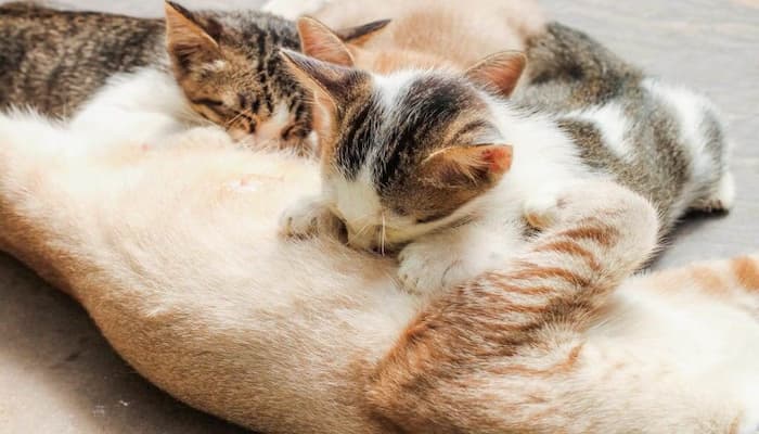 dấu hiệu nhận biết mèo mẹ không có sữa