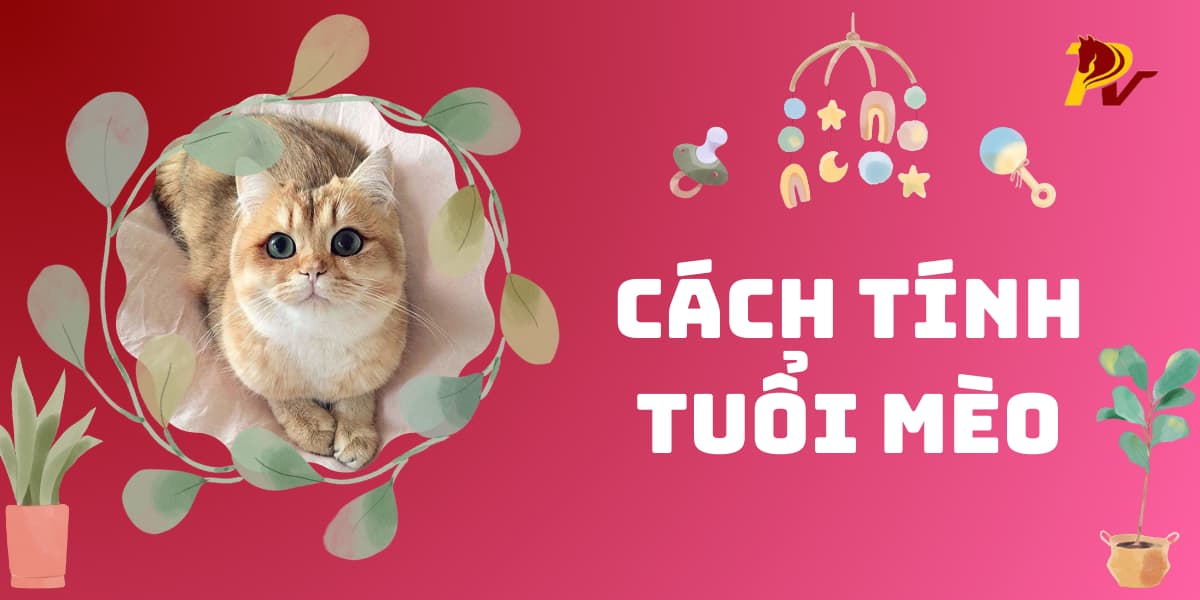 hai cách tính tuổi mèo đơn giản và chi tiết nhất