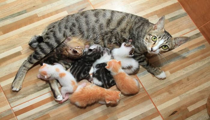 hướng dẫn cách ghép đàn cho mèo con mất mẹ