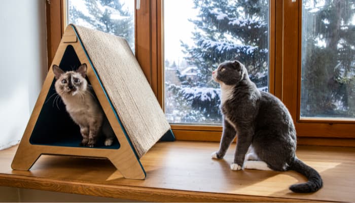 hướng dẫn làm nhà gỗ cho mèo tại nhà