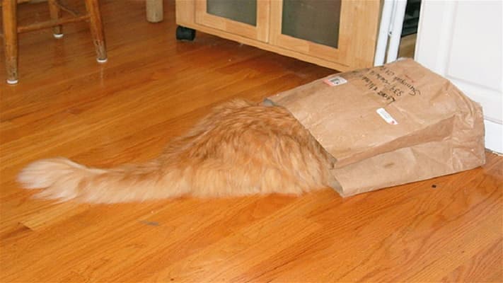 làm đồ chơi cho mèo từ túi giấy bỏ đi