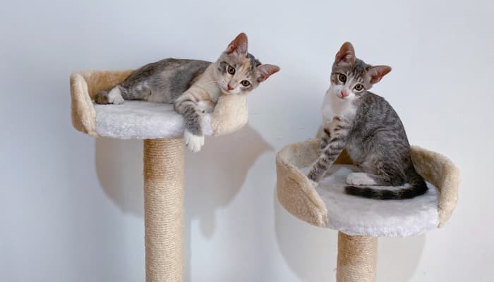 làm nhà cây cho mèo tại nhà cực đơn giản
