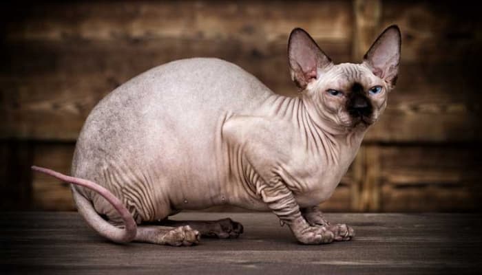 mèo ai cập không lông đắt nhất thế giới