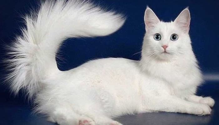 mèo angora có bộ lông xù và chiếc đuôi dài đặc trưng