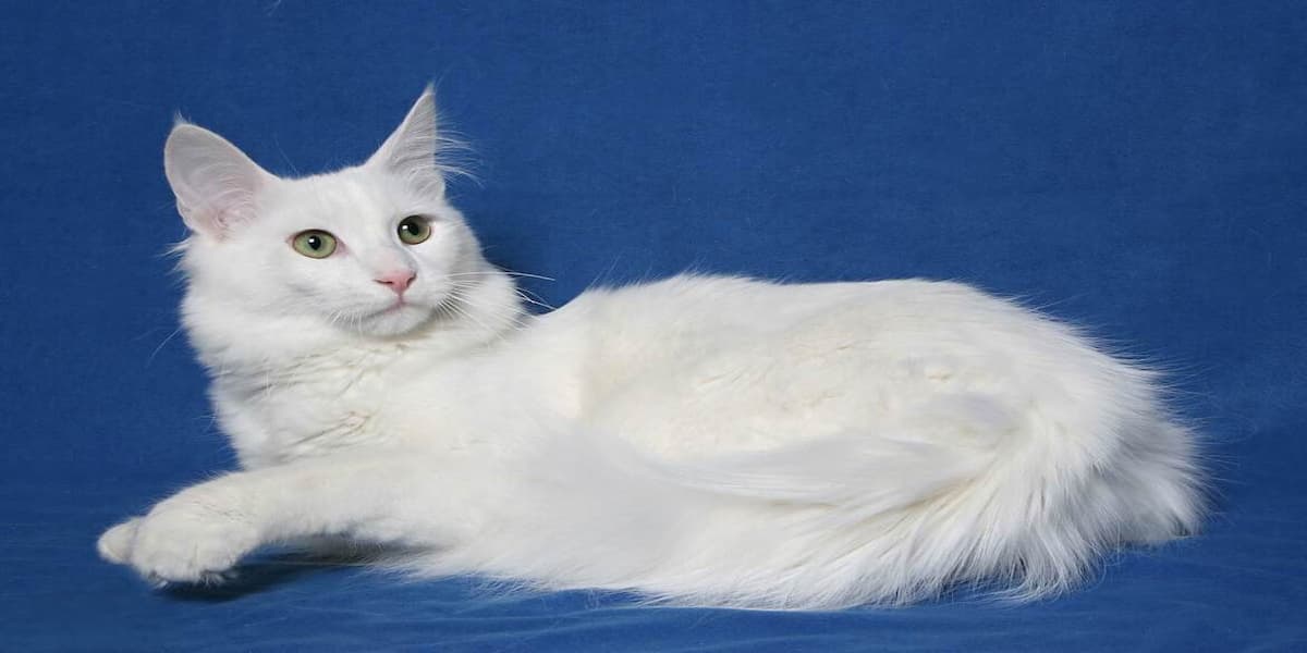 mèo angora giống mèo quý phái từ thổ nhĩ kỳ