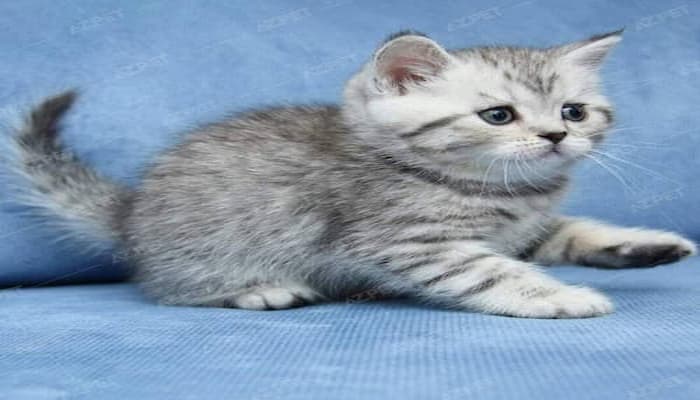 mèo anh lông ngắn tabby