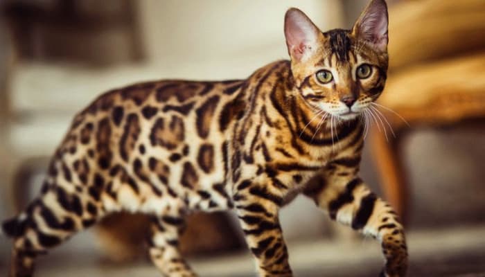 mèo bengal là con mèo đắt nhất thế giới