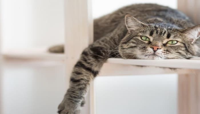 mèo bỏ nhà đi do cảm thấy tù túng