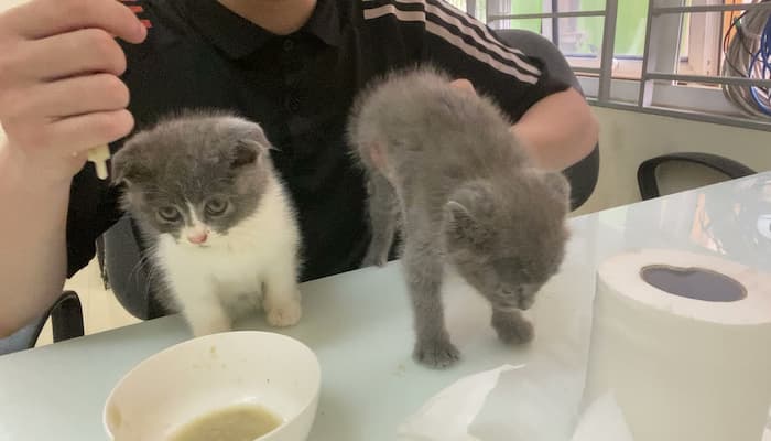 mèo con ăn gì khi được 1 tháng tuổi