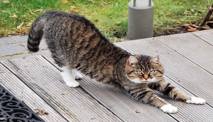 mèo mackerel tabby