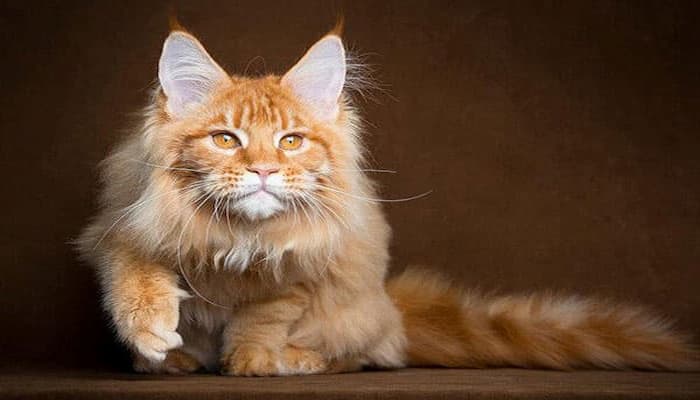 mèo maine coon tabby