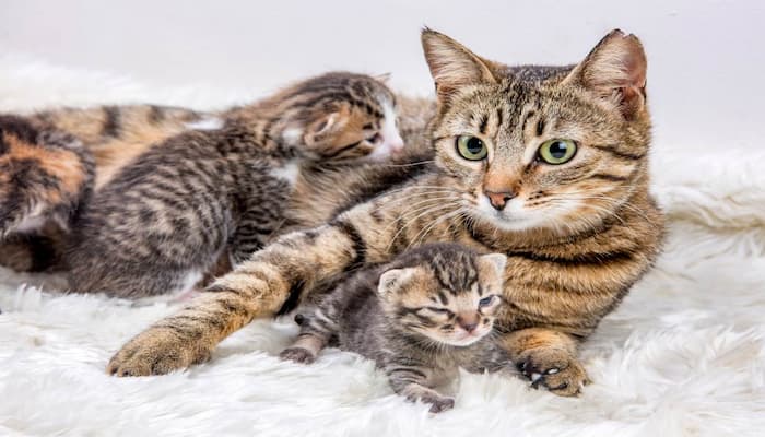 mèo mẹ bị căng sữa phải làm sao