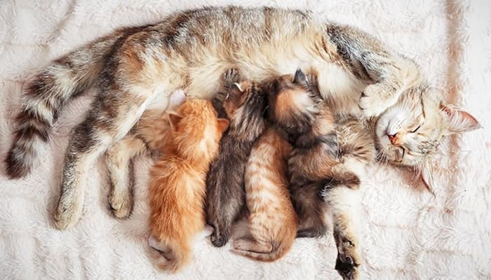 mèo mẹ không có sữa phải làm sao